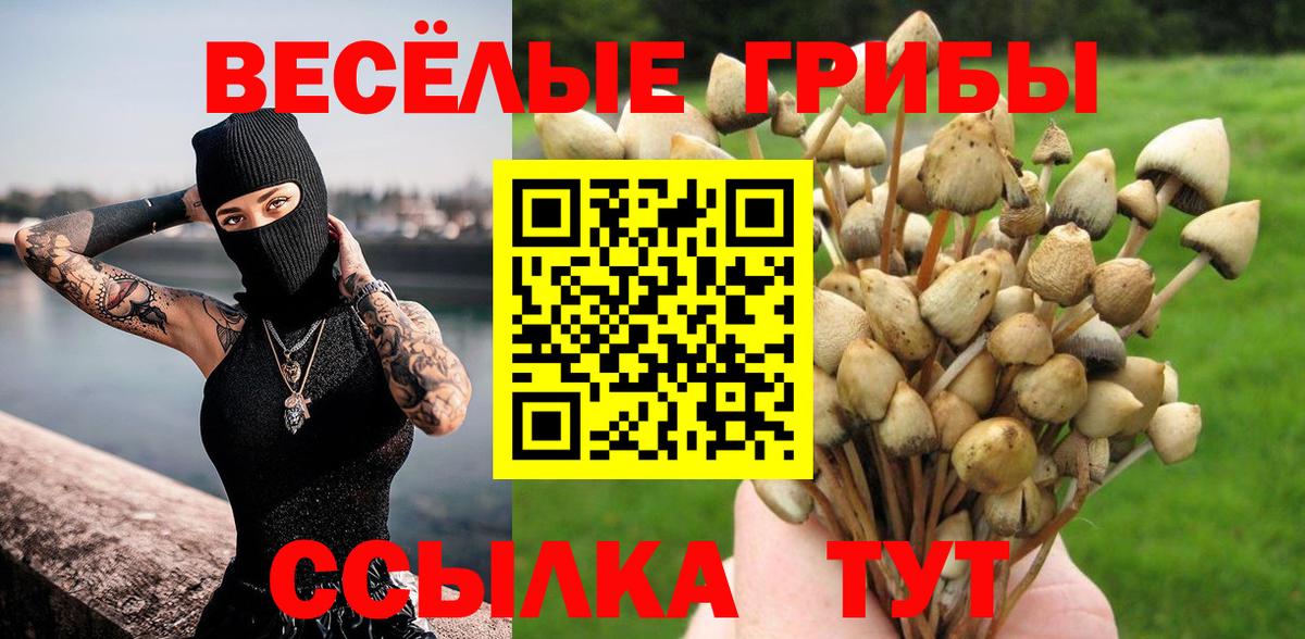 Псилоцибиновые грибы Psilocybe  что такое   Бор  Вход с VPN 